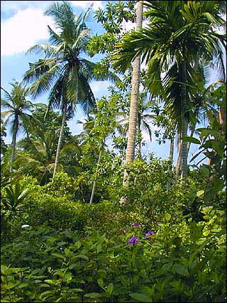 Hikkaduwa near Beach villa site for construction